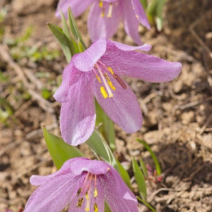 Fritillaria alburyana